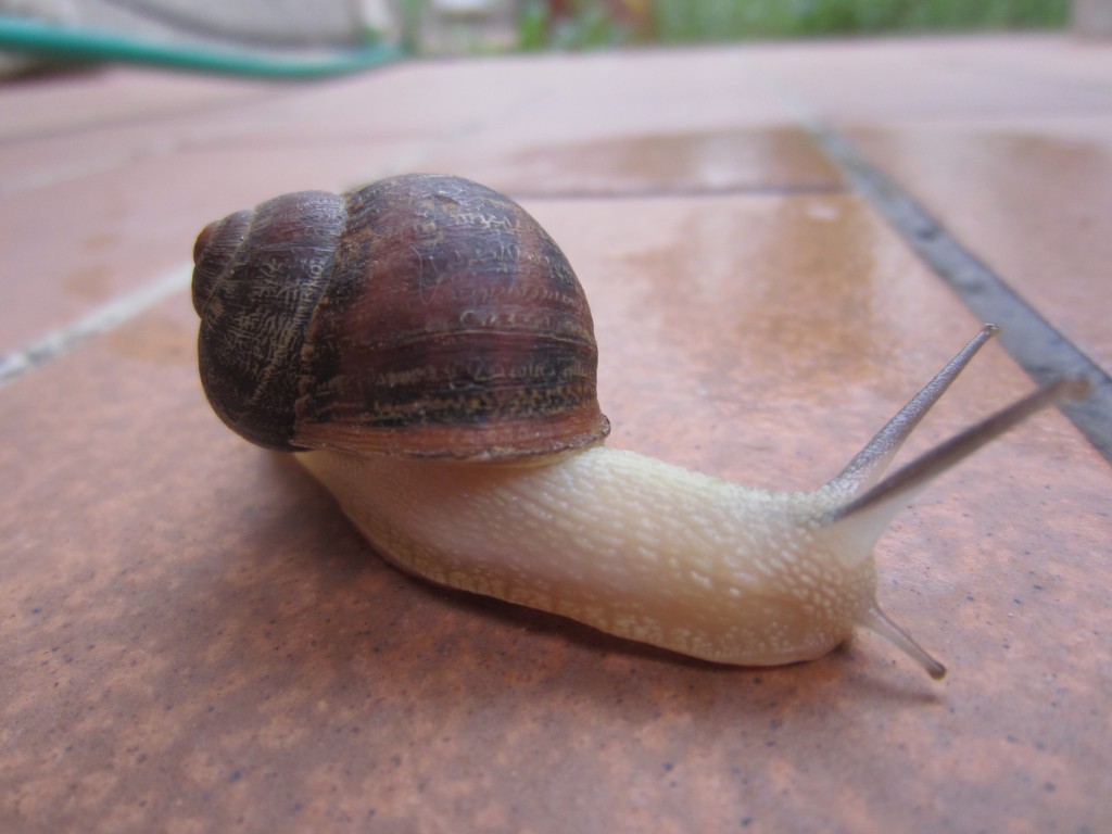 Texte alt de Escargot